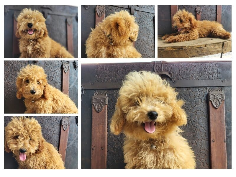 RustyTessa's Toy Poodles puppies for sale in Liberty, KY